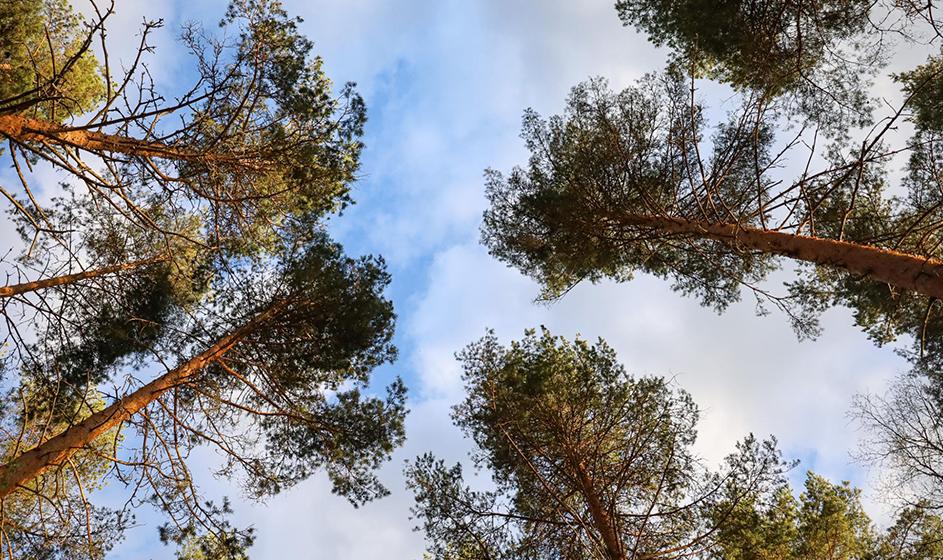 Metsäkatoasetuksen mukaan puu ei saa olla peräisin ikimetsistä. Apua tunnistamiseen saa metsänhoitoyhdistyksestä. Korvausta kohteen suojelemisesta voi saada METSO-ohjelmasta.